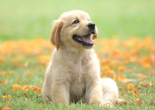 कुकुरको मष्तिष्क प्रणाली मानिसको जस्तै, बुझ्दछन् मानिसका शब्द