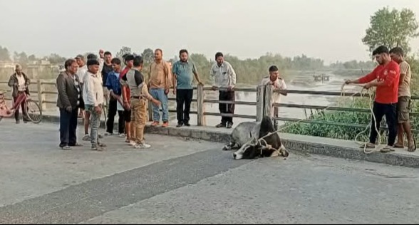 वडाको पहलमा राजापुरको साँढे आतंक नियन्त्रण 