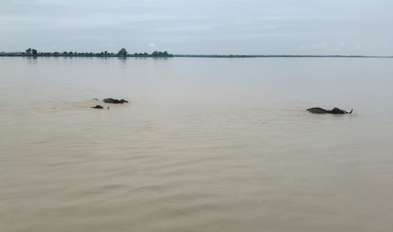 नेपालबाट नदीमा बगेका हात्ती भारतको गिरिजापुरी ब्यारेजबाट उद्धार