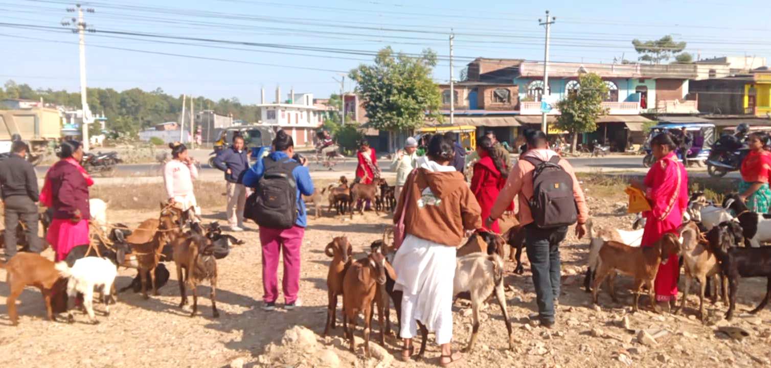 बिपन्न परिवारका युवा महिलालाई बाख्रा हस्तान्तरण 