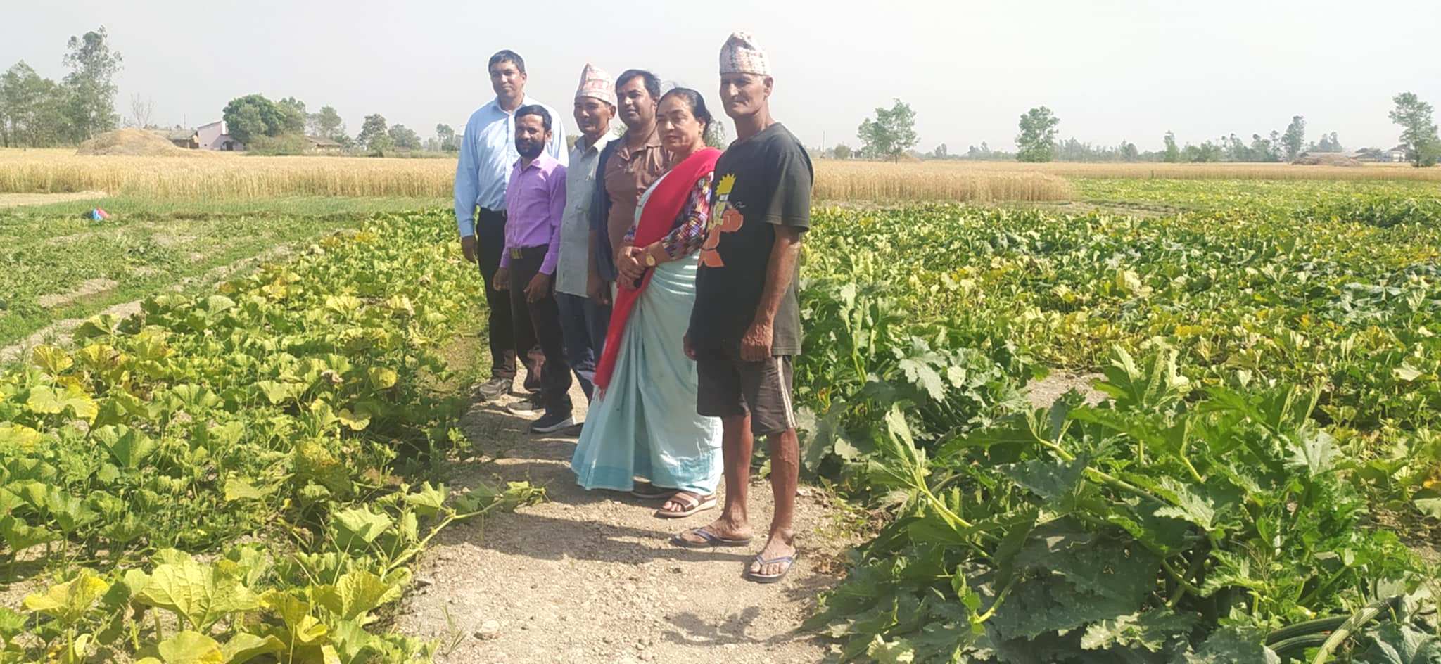 बेमौसमी तरकारी खेतीबाट लाखौँ आम्दानी