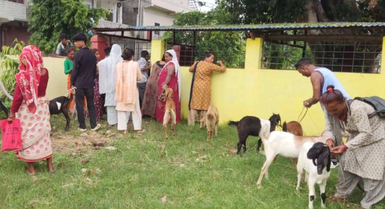 राजापुर नगरद्वारा बादी समुदायको आर्थिक उत्थानका लागि बाख्रा बितरण