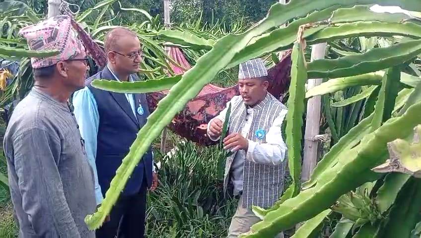 किसानलाई निःशुल्क ड्रायगन फ्रुटको बिरुवा बाँड्दै रास्वपाले मनायो तेस्रो स्थापना दिवस 