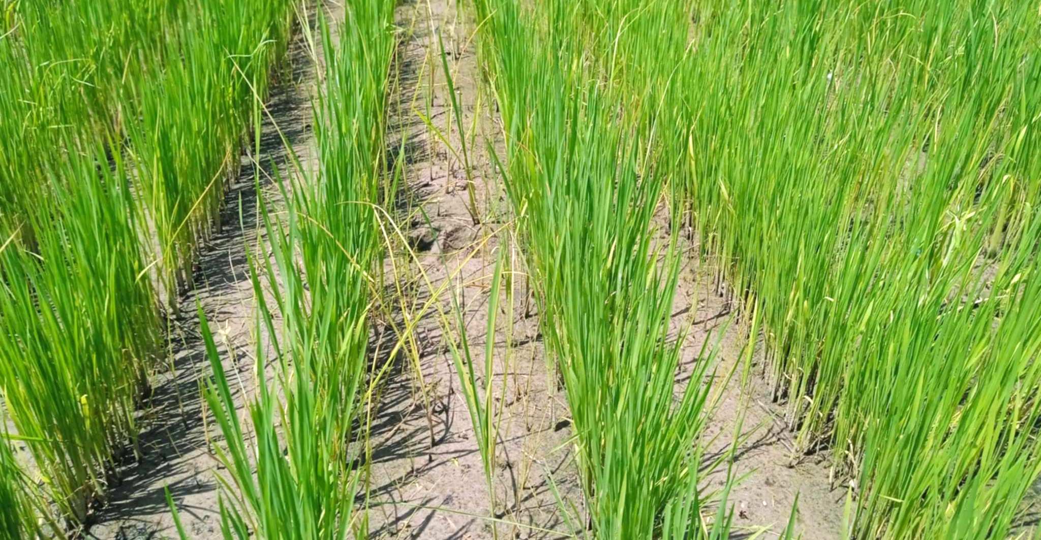 खडेरी खेपीरहेका किसानलाई बर्षाले राहत 