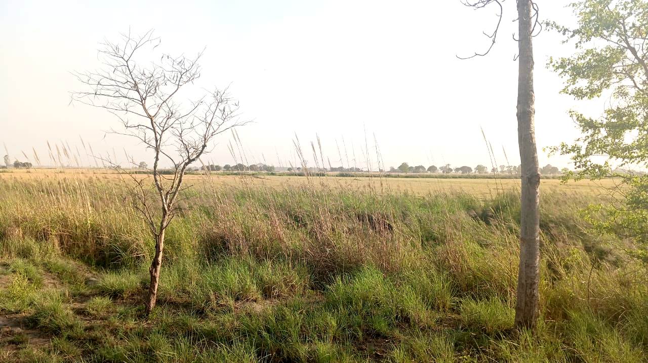 अतिक्रमणले थिलोथिलो शुक्लाफाँटा राष्ट्रिय निकुञ्ज