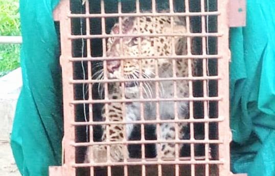 बर्दियाको गुलरिया स्थित बालापुर क्षेत्रको आक्रामक चितुवा नियन्त्रण