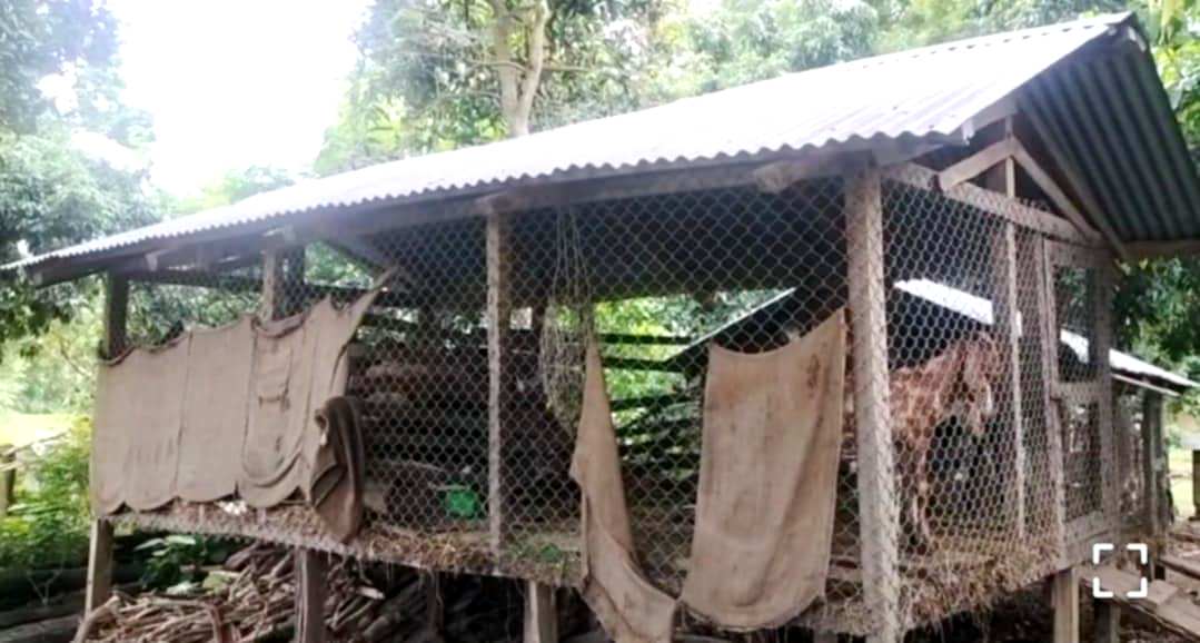 वनक्षेत्र आसपासका गाउँमा पशुचौपायाका लागी सुरक्षित खोर नहुँदा समस्या