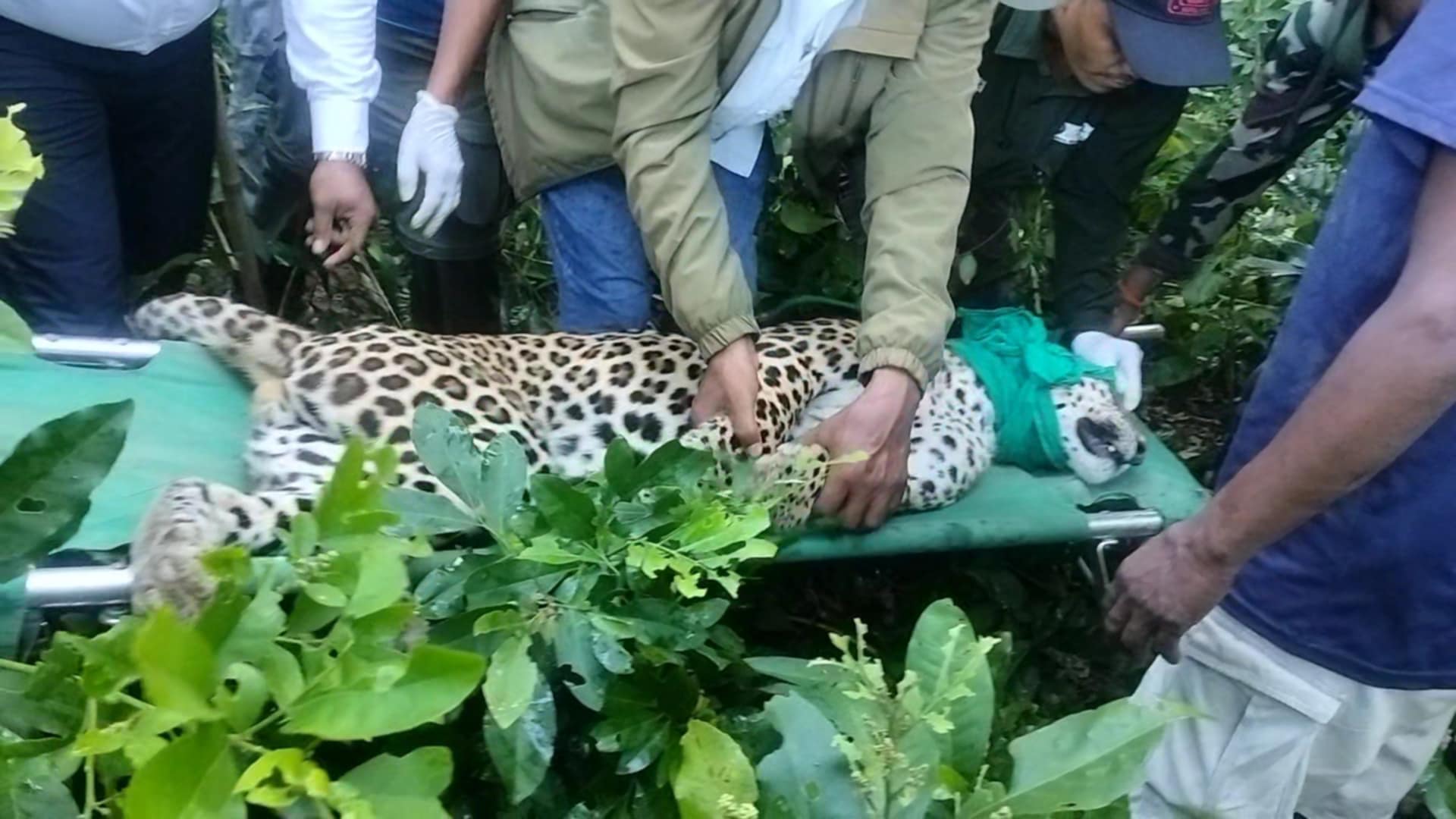 बर्दियाको मधुवनमा वयस्क भाले चितुवा नियन्त्रणमा लिईयो