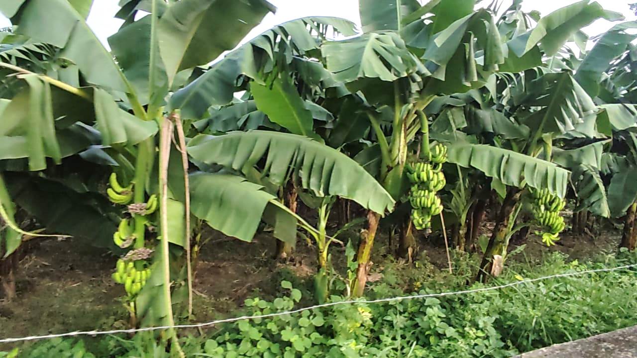 दशैंमा बजार मुल्य नपाउँदा केरा कृषक मर्कामा 