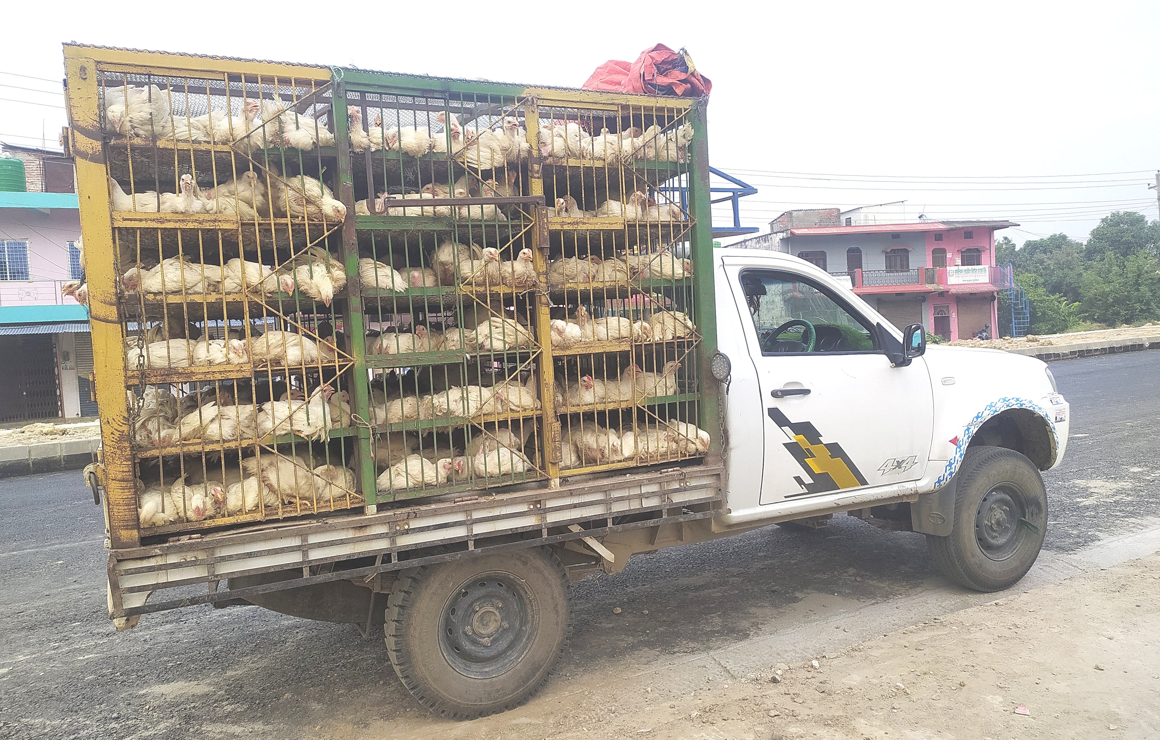 बढैयातालमा ठूलो परिमाणमा अवैंध कुखुरा नियन्त्रण