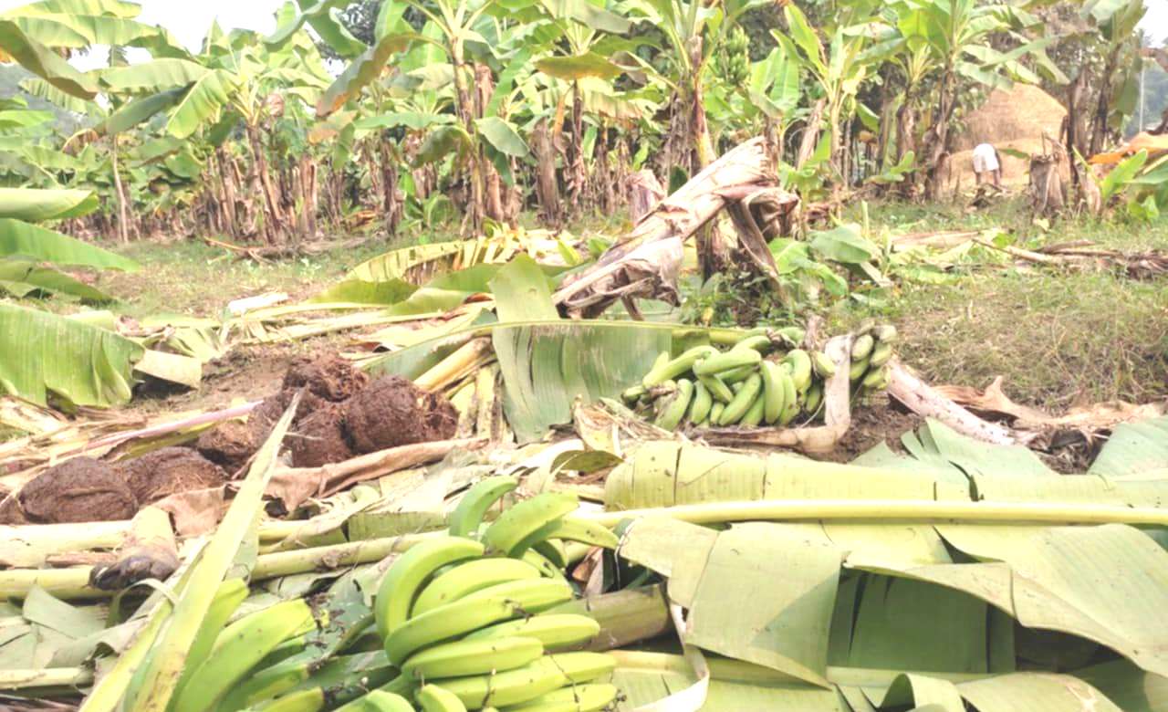 विमा गरीदिन मागगर्दै वन्यजन्तु पीडित