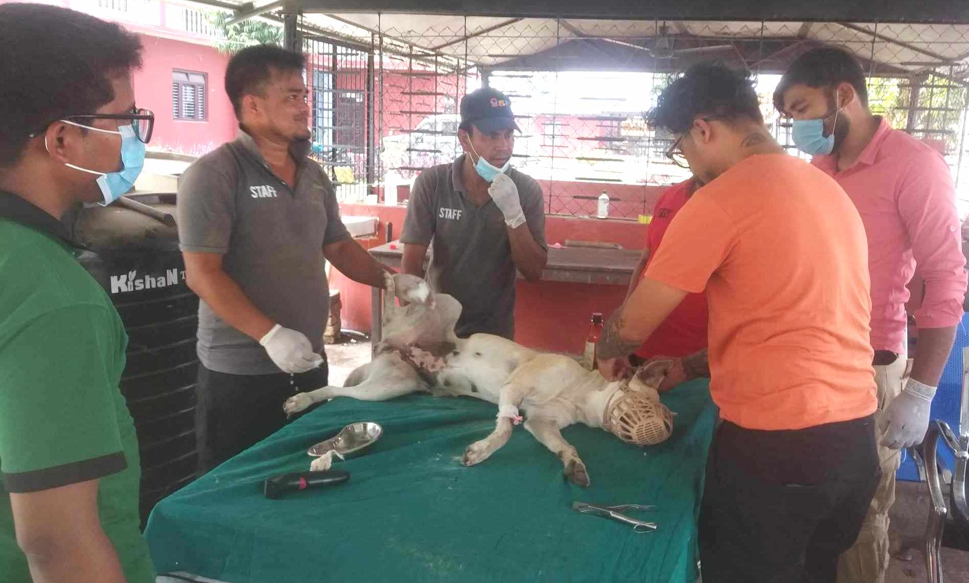 बर्दियामा सामुदायिक कुकुर बन्ध्याकरण अभियान