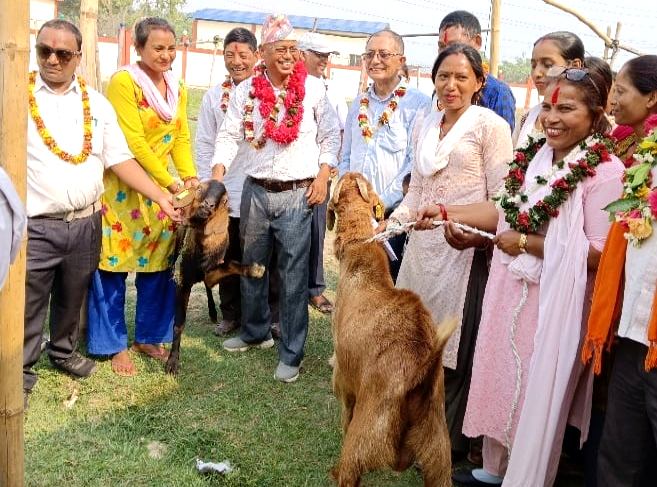 स्वावलम्बी समुहका सदस्यहरुलाई विउ बोका उपहार