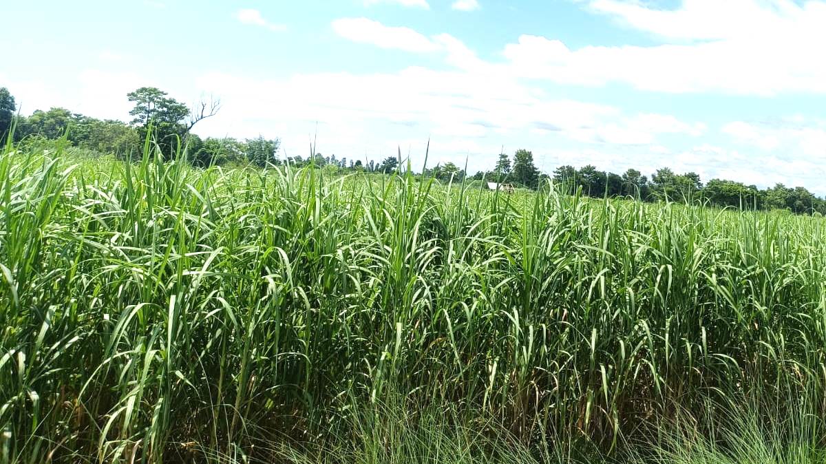 धानको उर्वर भूमिमा उखु खेती