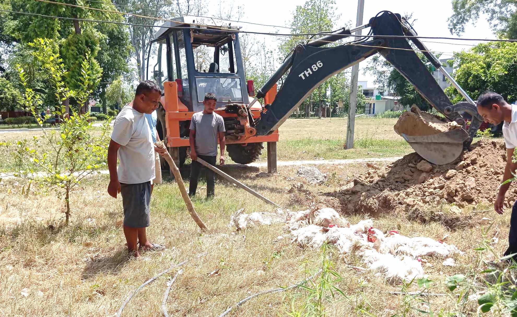 राजापुरमा साढे १ क्विन्टल अवैंध कुखुरा नष्ट पारियो