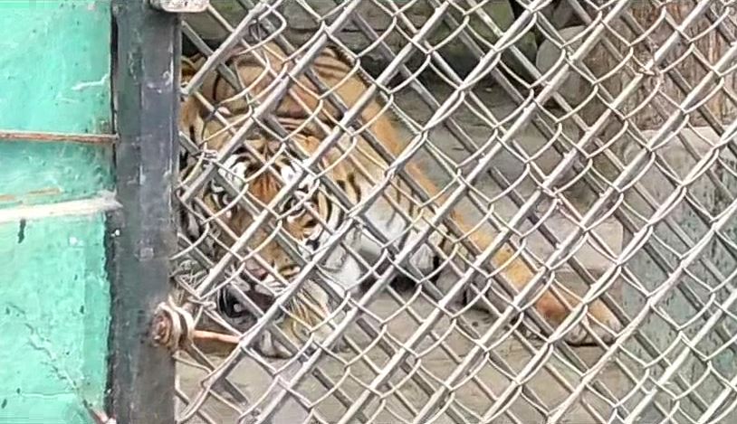 खोरका बाघलाई आहारा पुर्याउनै सकस