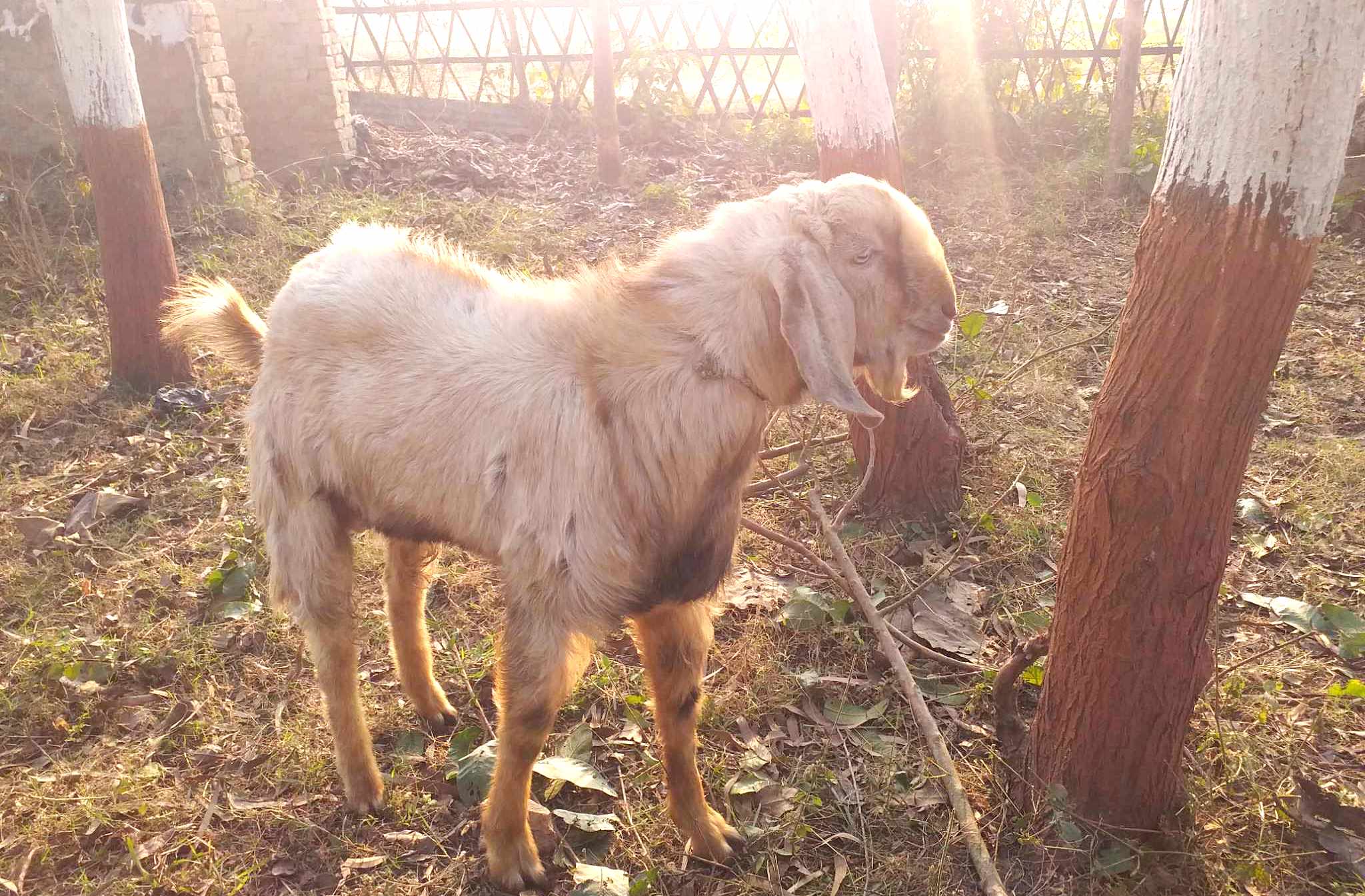 खसी चोरेर भारत लैजाँदै गरेका दुइ युवा प्रहरीको फन्दामा