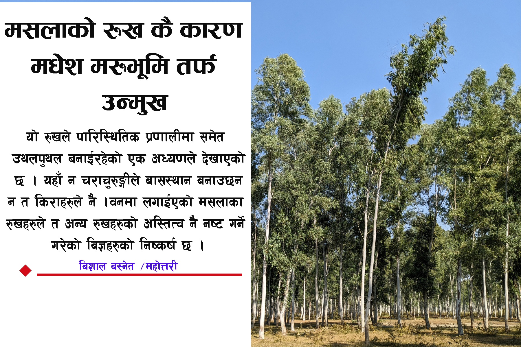 मसलाको रुख मधेशबाट विस्थापन नगरे मरूभूमीकरण बन्ने विज्ञहरूको चेतावनी