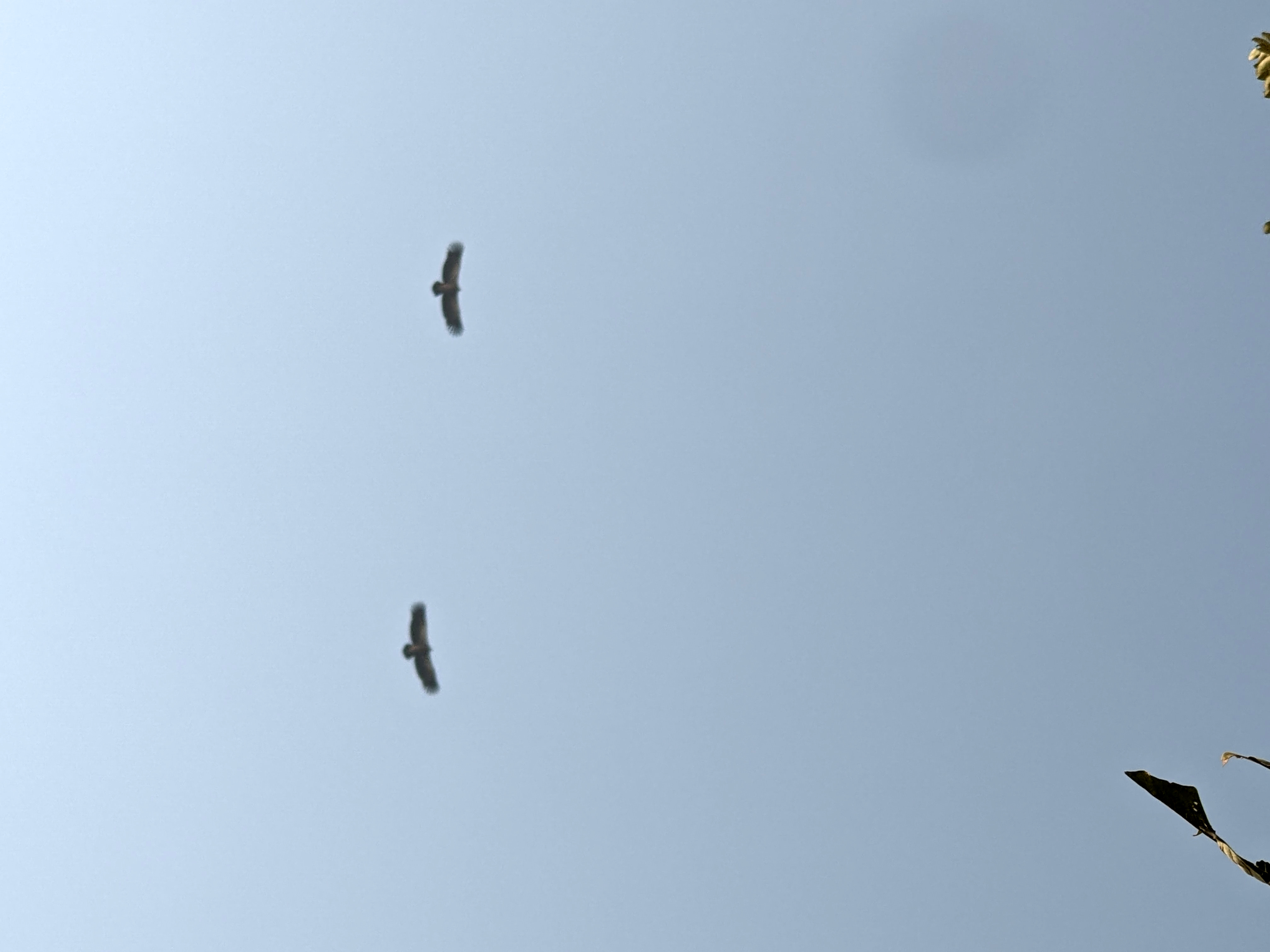 महोत्तरीमा लोपोन्मुख पंक्षी गिद्धको ठूलो बासस्थान फेला