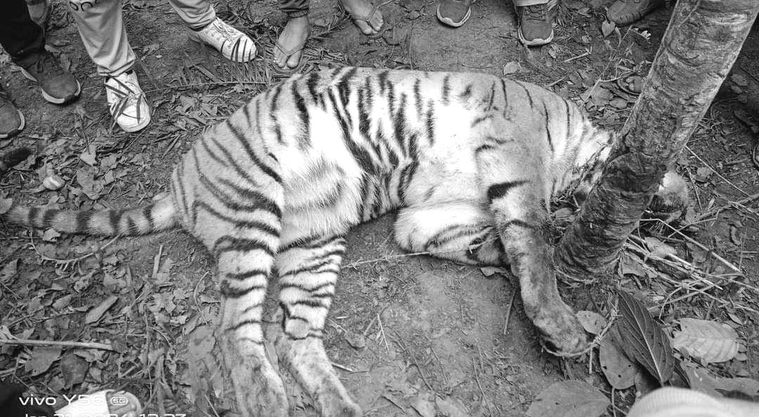 कैलालीमा पाटे बाघ मृत फेला