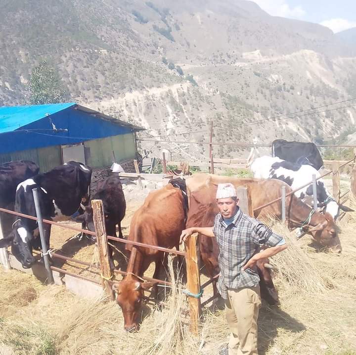 मुगुवासी गाईपालनमा आकर्षित, दूध बेचेरै आम्दानी 