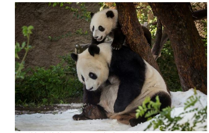 अमेरिका र चीन बिच 'पाण्डा कुटनीति' सार्थक , चीनले थप पाण्डा अमेरिकालाइ दिने