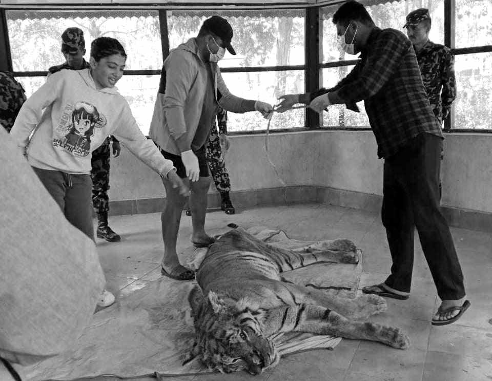 घाईते अवस्थामा उद्दार गरिएको बाघको मृत्यु