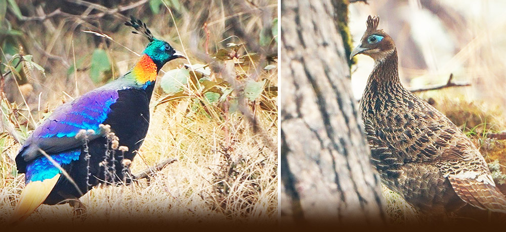 काठमाडौं नजिकै भेटियो डाँफे जोडी