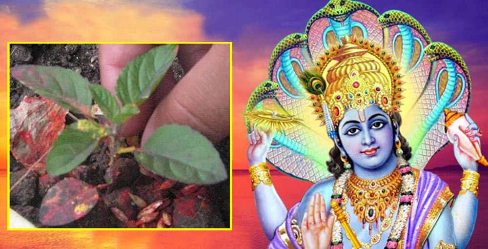 हरिशयनी एकादशीको कस्तो छ शास्त्रीय मान्यता